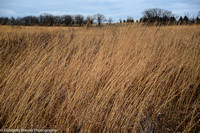 Long prairie grasses, Minnesota