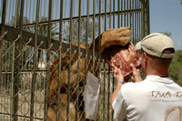 Uday's lions being fed, 2004
