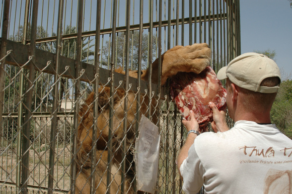 Uday's lions being fed, 2004