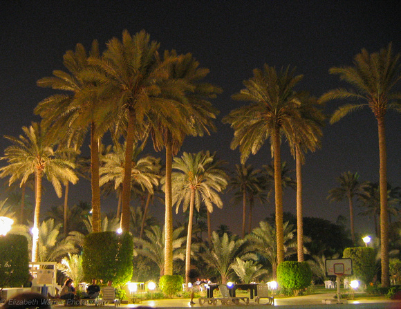 Garden of Republican Palace at night, Baghdad 2004