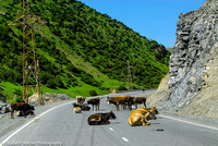 Traffic control with cows, Kyrgyzstan