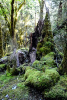 Rotting tree trunk, Milford Track, New Zealand