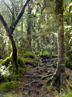 Jungle path, Milford Track, New Zealand