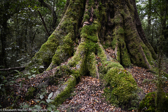 Tree roots with moss, Milford Track, New Zealand
