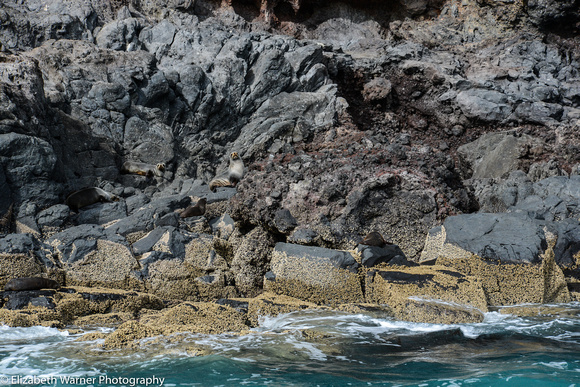 Spot the seals, Banks Peninsula, New Zealand