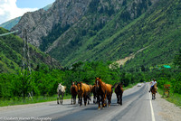 Traffic control with horses near Toktogul, Kyrgyzstan