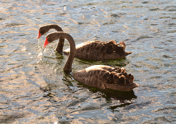 Swans on Lake Taupo, New Zealand