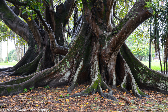 Tree roots 1, Auckland, New Zealand