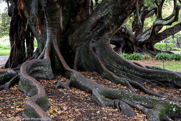 Tree roots 3, Auckland, New Zealand